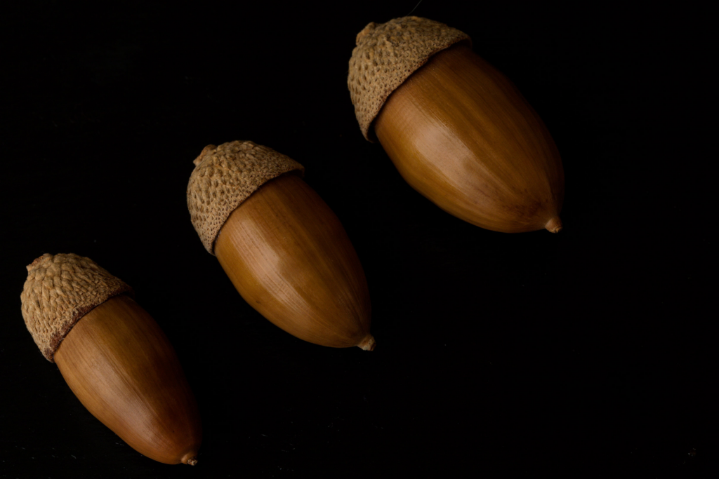 origen de nuestros productos ibéricos